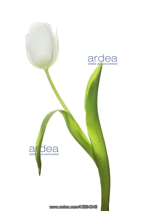 : Tulip, Tulipa : Tulip, Tulipa