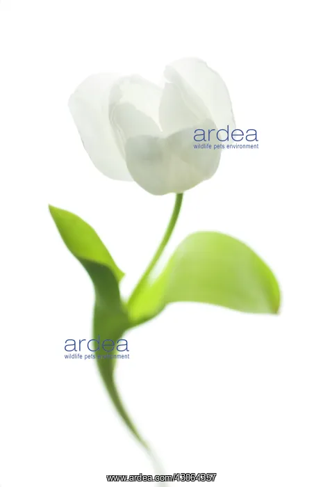 : Tulip, Tulipa : Tulip, Tulipa