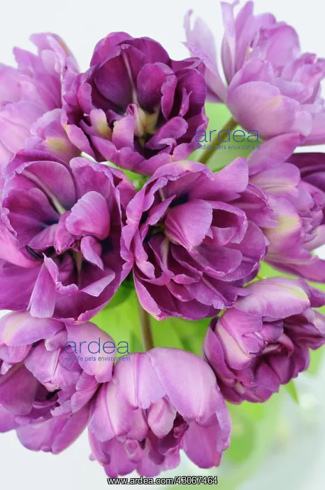 : Tulip, Tulipa : Tulip, Tulipa
