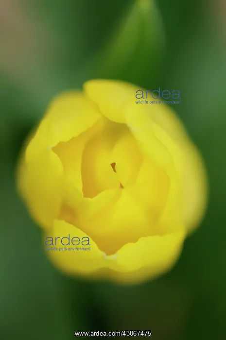: Tulip, Tulipa : Tulip, Tulipa