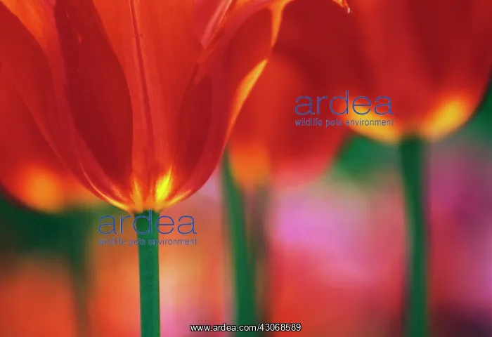 : Tulip, Tulipa : Tulip, Tulipa