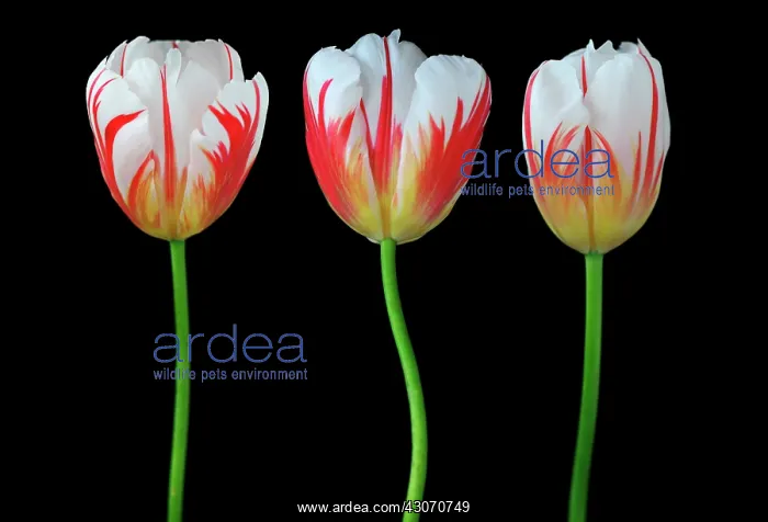  : Tulip, Tulipa