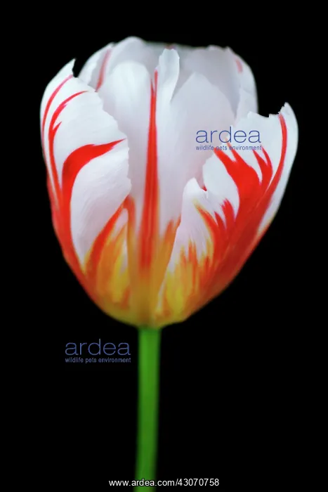 : Tulip, Tulipa : Tulip, Tulipa