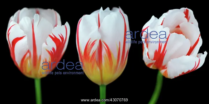 : Tulip, Tulipa : Tulip, Tulipa