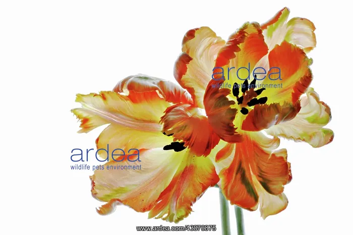  : Tulip, Tulipa