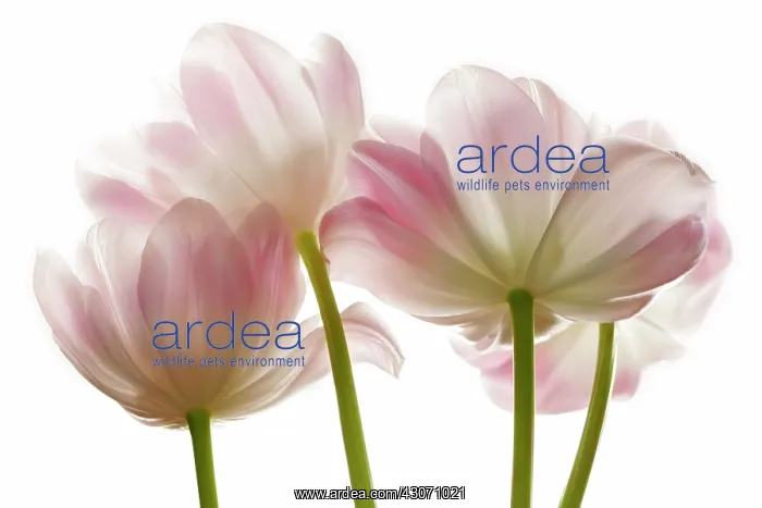: Tulip, Tulipa : Tulip, Tulipa