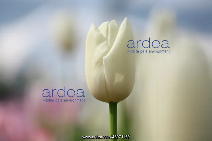 : Tulip, Tulipa : Tulip, Tulipa