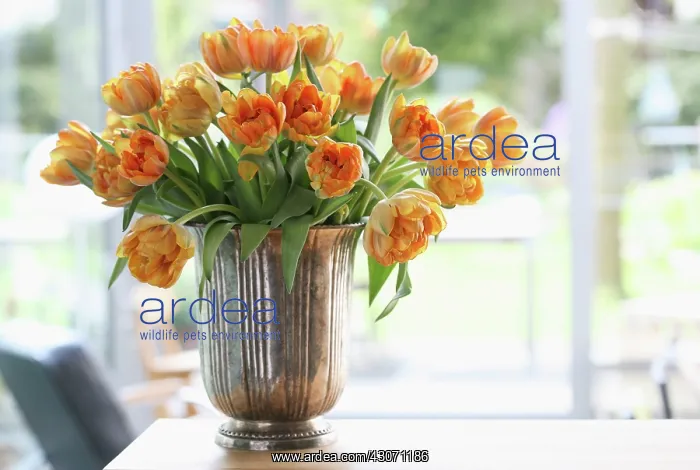 : Tulip, Tulipa : Tulip, Tulipa