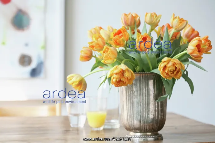 : Tulip, Tulipa : Tulip, Tulipa