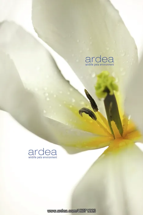 : Tulip, Tulipa : Tulip, Tulipa