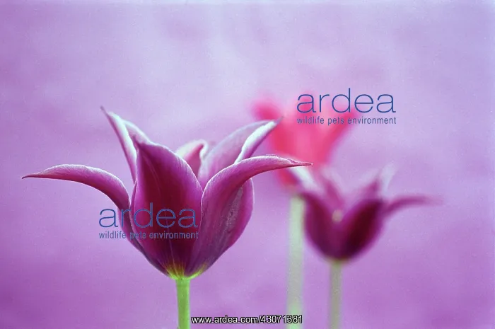  : Tulip, Tulipa