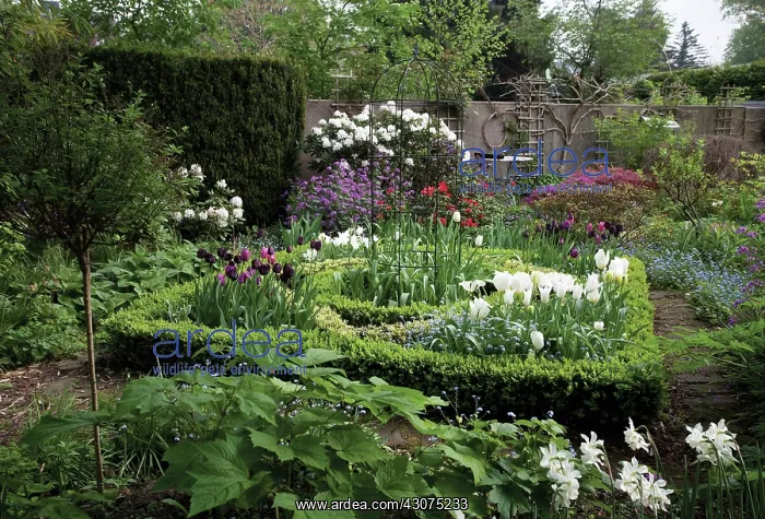 : Tulip, Tulipa : Tulip, Tulipa