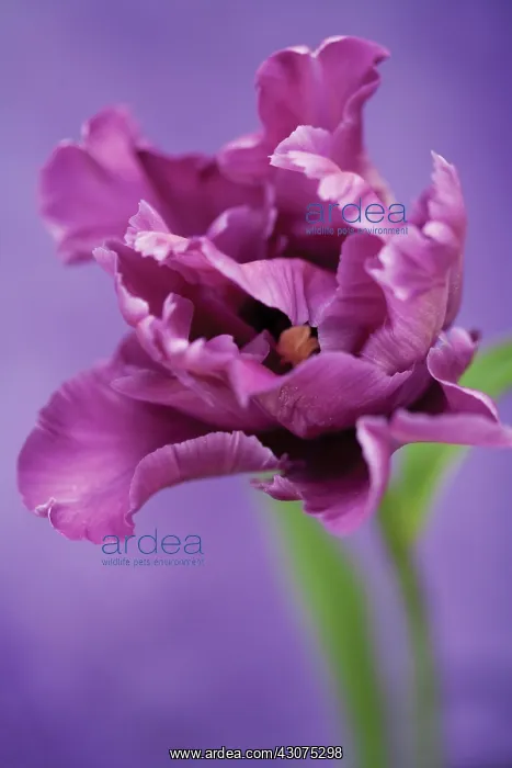 : Tulip, Tulipa : Tulip, Tulipa