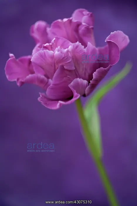 : Tulip, Tulipa : Tulip, Tulipa