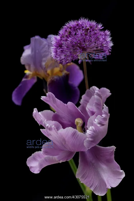 : Tulip, Tulipa : Tulip, Tulipa