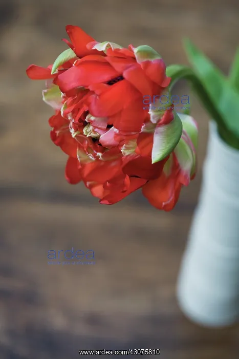 : Tulip, Tulipa : Tulip, Tulipa