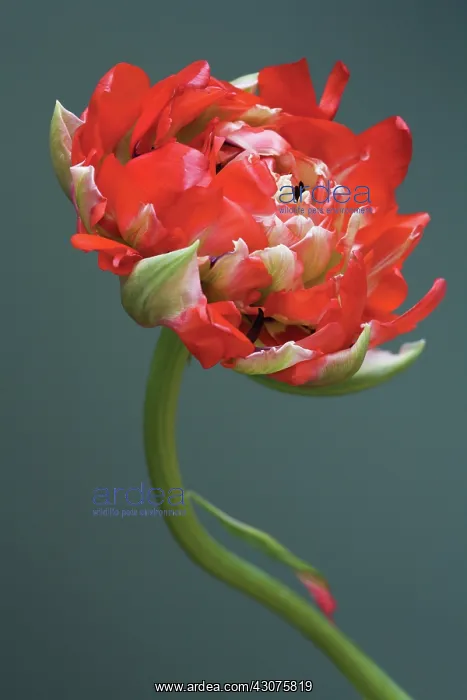 : Tulip, Tulipa : Tulip, Tulipa