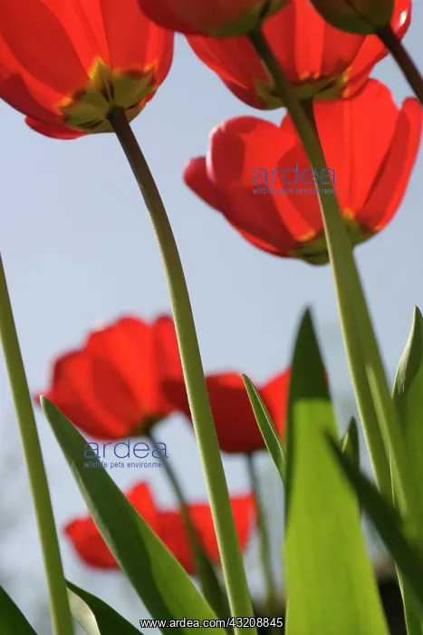  : Tulip, Tulipa