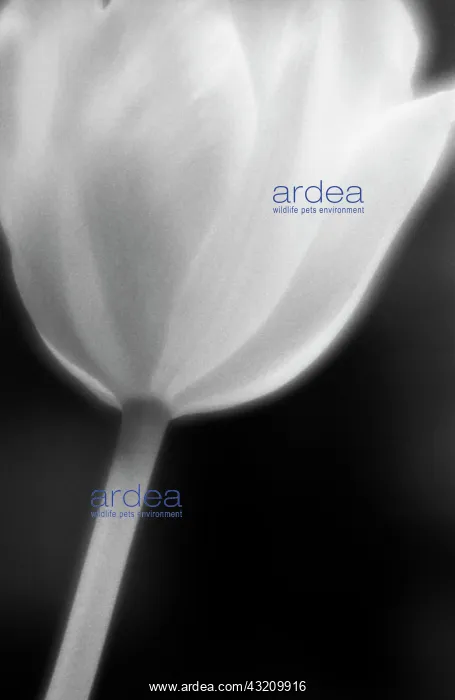 : Tulip, Tulipa : Tulip, Tulipa