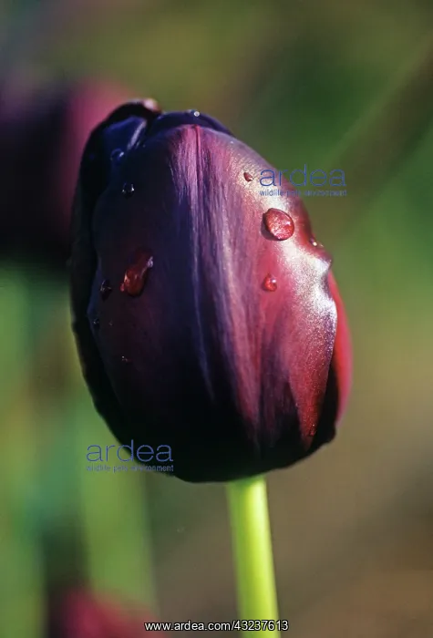 : Tulip, Tulipa : Tulip, Tulipa