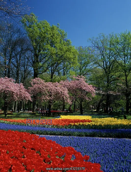 : Tulip, Tulipa : Tulip, Tulipa