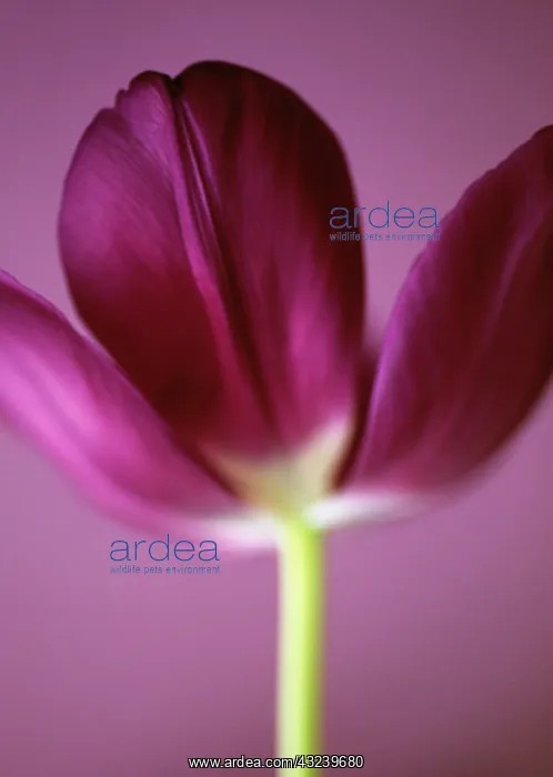 : Tulip, Tulipa : Tulip, Tulipa