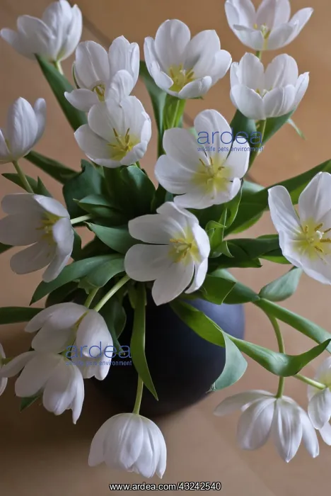  : Tulip, Tulipa