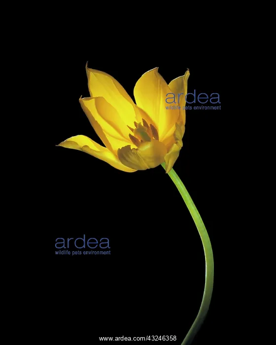 : Tulip, Tulipa : Tulip, Tulipa