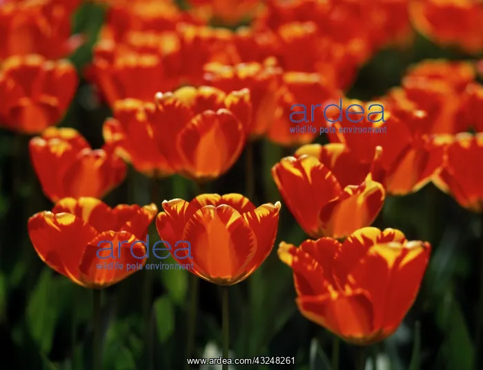 : Tulip, Tulipa : Tulip, Tulipa