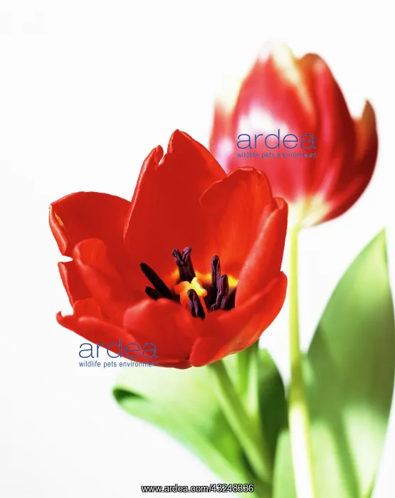 : Tulip, Tulipa : Tulip, Tulipa
