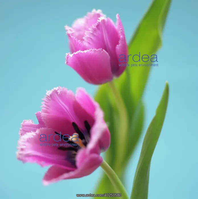 : Tulip, Tulipa : Tulip, Tulipa