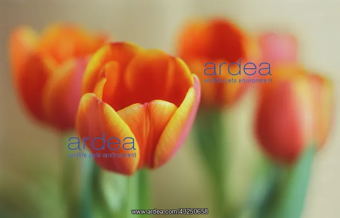  : Tulip, Tulipa