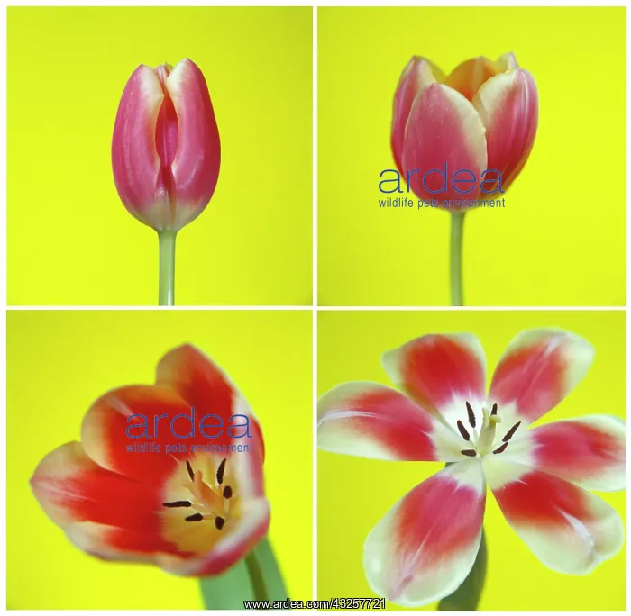 : Tulip, Tulipa : Tulip, Tulipa