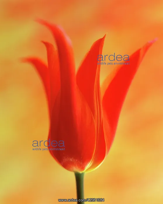 : Tulip, Tulipa Ballerina : Tulip, Tulipa Ballerina