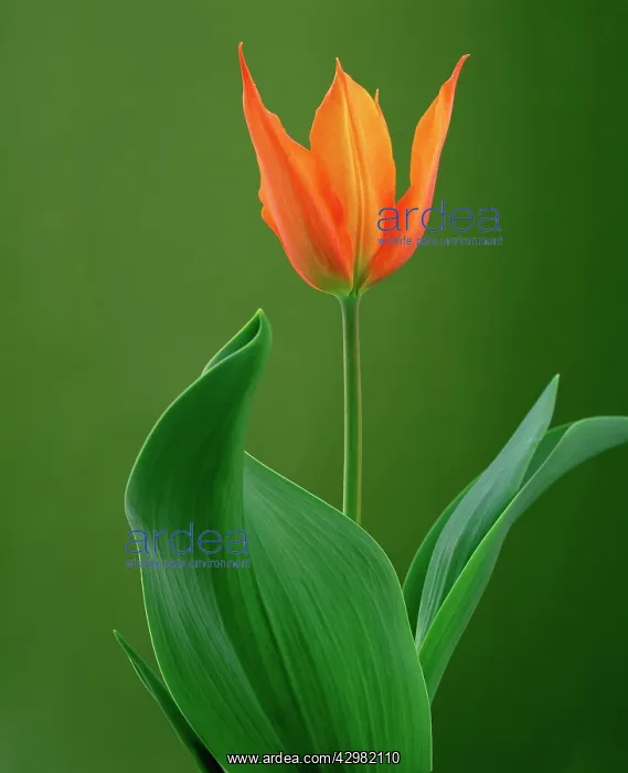 : Tulip, Tulipa Ballerina : Tulip, Tulipa Ballerina