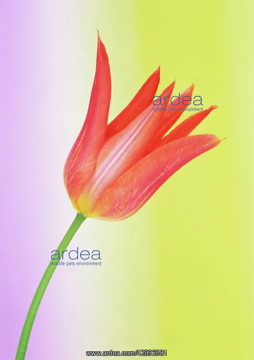 : Tulip, Tulipa Ballerina : Tulip, Tulipa Ballerina