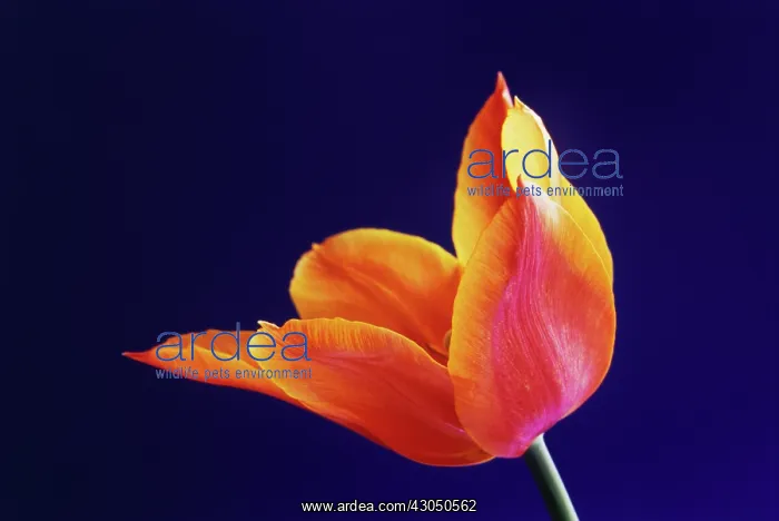 : Tulip, Tulipa Ballerina : Tulip, Tulipa Ballerina