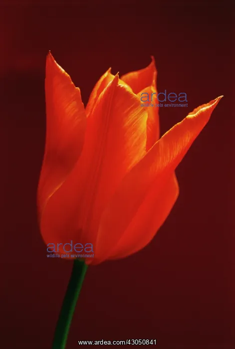 : Tulip, Tulipa Ballerina : Tulip, Tulipa Ballerina
