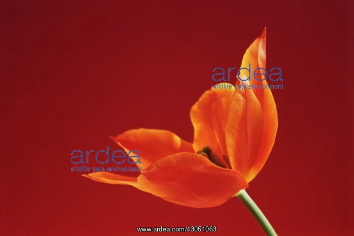 : Tulip, Tulipa Ballerina : Tulip, Tulipa Ballerina
