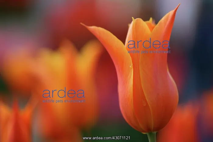 : Tulip, Tulipa Ballerina : Tulip, Tulipa Ballerina