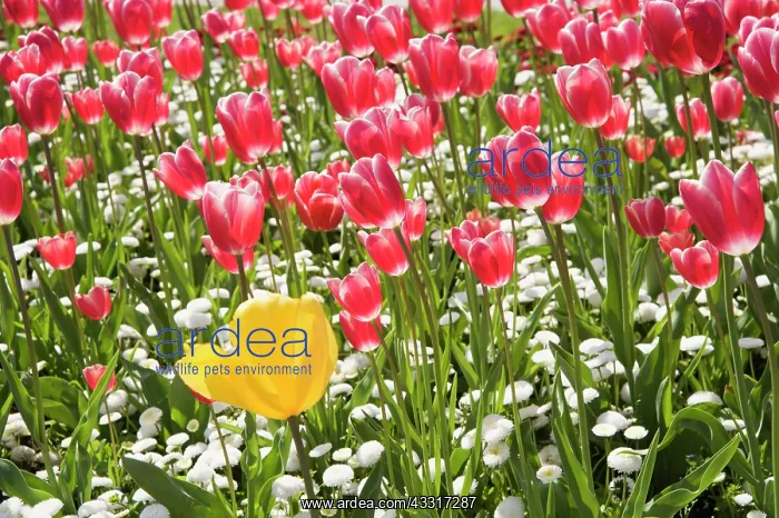 : Tulip, Tulipa, with Bellis perennis beneath, Mass : Tulip, Tulipa, with Bellis perennis beneath, Mass