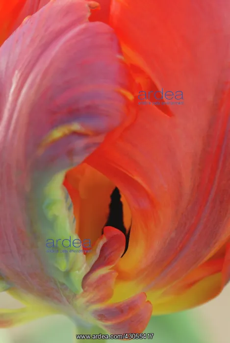 : Tulip. Tulipa Bird of Paradise : Tulip. Tulipa Bird of Paradise