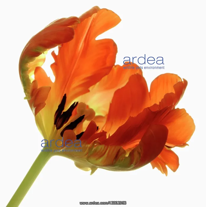: Tulip. Tulipa Bird of Paradise : Tulip. Tulipa Bird of Paradise