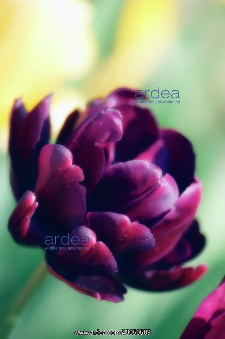 : Tulip, Tulipa Black hero : Tulip, Tulipa Black hero