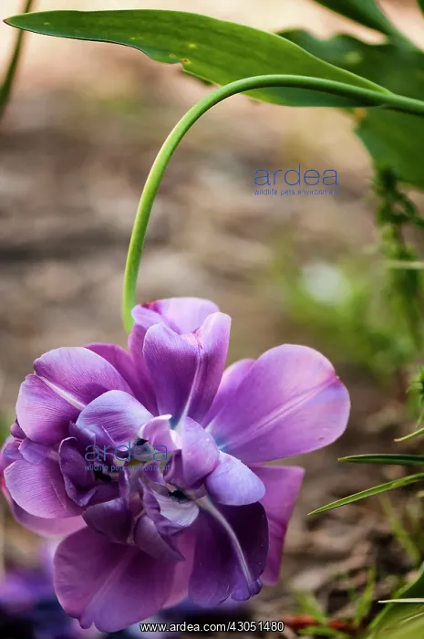 : Tulip, Tulipa Blue spectacle : Tulip, Tulipa Blue spectacle