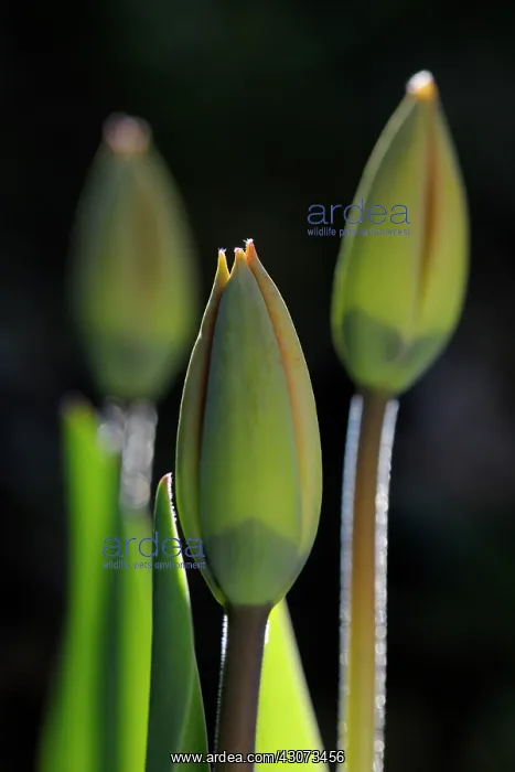 : Tulip ( Tulipa) bud : Tulip ( Tulipa) bud