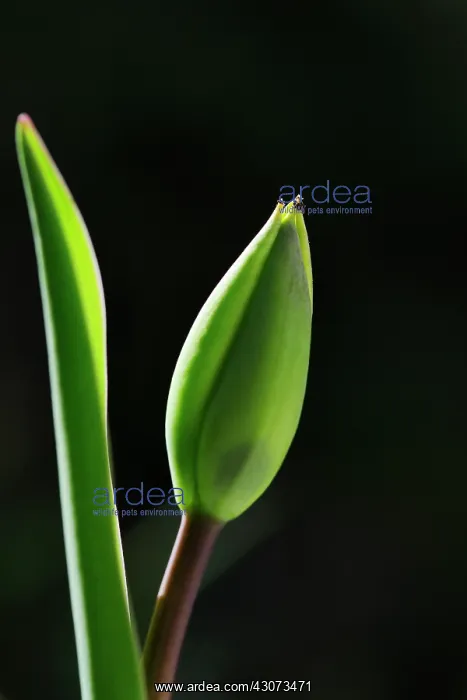 : Tulip ( Tulipa) bud : Tulip ( Tulipa) bud