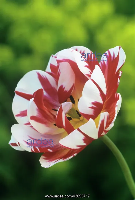 : Tulip, Tulipa Carnival de Nice : Tulip, Tulipa Carnival de Nice