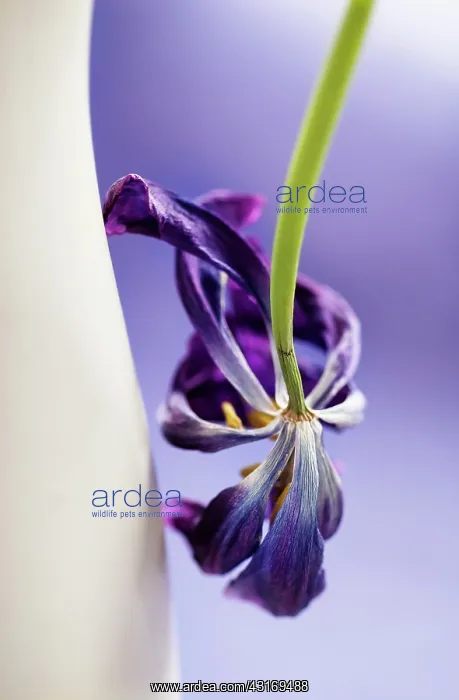 : Tulip, Tulipa, Close up of a dried dead flower : Tulip, Tulipa, Close up of a dried dead flower