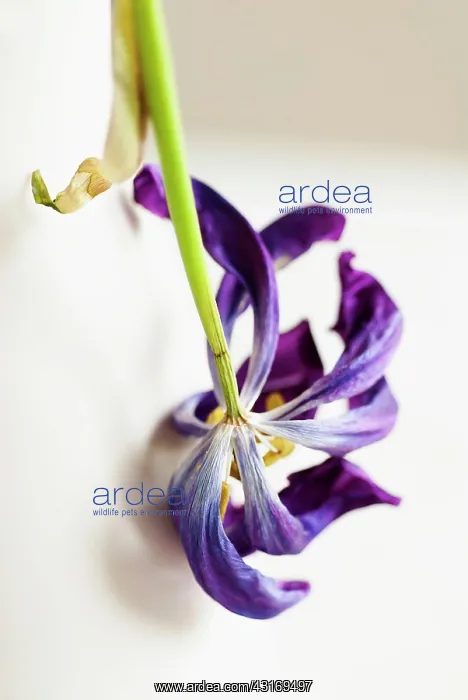 : Tulip, Tulipa, Close up of a dried dead flower : Tulip, Tulipa, Close up of a dried dead flower